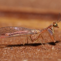 Mantispidae (family) at Evatt, ACT - 8 Nov 2019