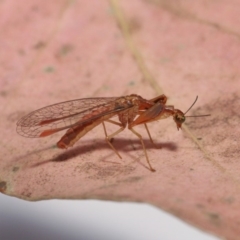 Mantispidae (family) at Evatt, ACT - 8 Nov 2019 05:16 PM