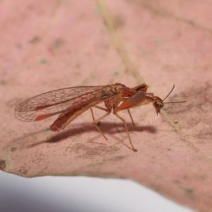 Mantispidae (family) at Evatt, ACT - 8 Nov 2019