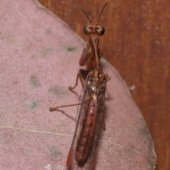 Mantispidae (family) at Evatt, ACT - 8 Nov 2019 05:16 PM