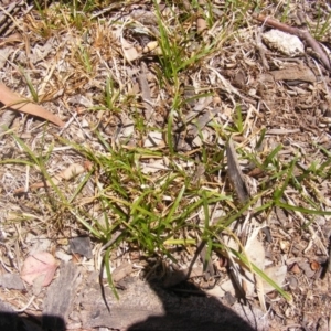 Carex inversa at Garran, ACT - 10 Nov 2019