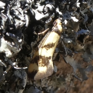 Olbonoma triptycha at Theodore, ACT - 10 Nov 2019 01:21 PM