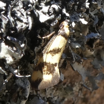 Olbonoma triptycha (Chezela Group) at Tuggeranong Hill - 10 Nov 2019 by Owen