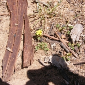 Oxalis exilis at Garran, ACT - 10 Nov 2019 11:46 AM