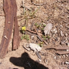 Oxalis exilis at Garran, ACT - 10 Nov 2019 11:46 AM