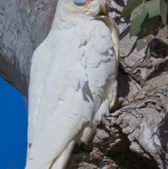 Cacatua sanguinea (Little Corella) at Callum Brae - 9 Nov 2019 by Marthijn