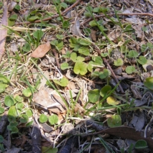 Dichondra repens at Hughes, ACT - 10 Nov 2019