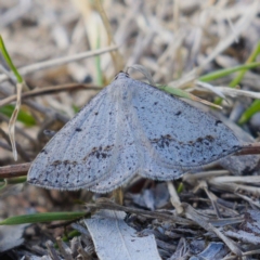 Taxeotis intextata (Looper Moth, Grey Taxeotis) at Jerrabomberra, ACT - 10 Nov 2019 by Marthijn