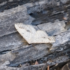 Taxeotis intextata at Jerrabomberra, ACT - 10 Nov 2019