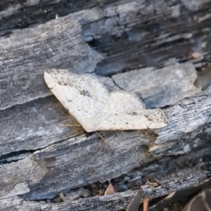 Taxeotis intextata at Jerrabomberra, ACT - 10 Nov 2019 09:26 AM