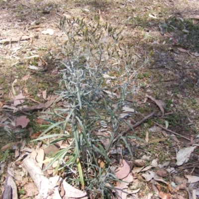 Senecio quadridentatus (Cotton Fireweed) at Federal Golf Course - 10 Nov 2019 by MichaelMulvaney