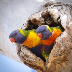 Trichoglossus moluccanus (Rainbow Lorikeet) at Symonston, ACT - 9 Nov 2019 by Marthijn