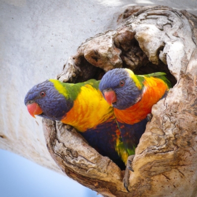 Trichoglossus moluccanus (Rainbow Lorikeet) at Symonston, ACT - 10 Nov 2019 by Marthijn
