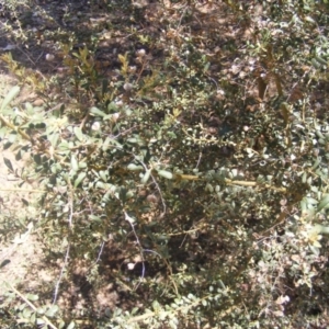 Bursaria spinosa at Garran, ACT - 10 Nov 2019