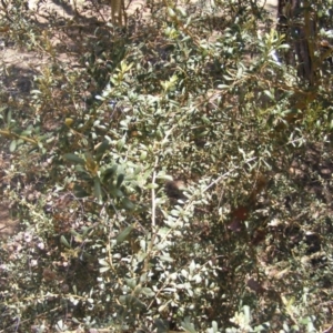 Bursaria spinosa at Garran, ACT - 10 Nov 2019