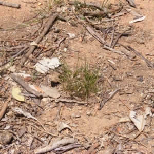 Austrostipa scabra at Garran, ACT - 10 Nov 2019