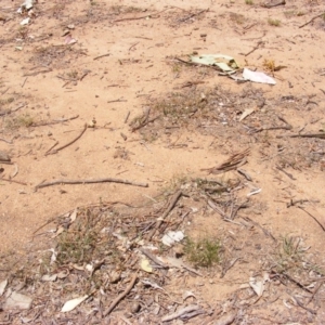 Austrostipa scabra at Garran, ACT - 10 Nov 2019