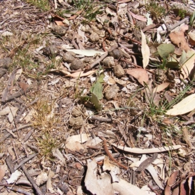 Cymbonotus sp. (preissianus or lawsonianus) (Bears Ears) at Federal Golf Course - 10 Nov 2019 by MichaelMulvaney