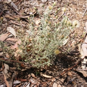 Vittadinia cuneata var. cuneata at Garran, ACT - 10 Nov 2019 12:25 PM