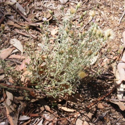 Vittadinia cuneata var. cuneata (Fuzzy New Holland Daisy) at Garran, ACT - 10 Nov 2019 by MichaelMulvaney