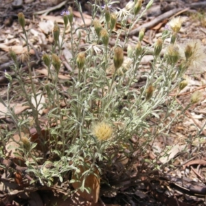 Vittadinia cuneata var. cuneata at Garran, ACT - 10 Nov 2019