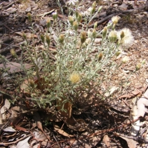 Vittadinia cuneata var. cuneata at Garran, ACT - 10 Nov 2019