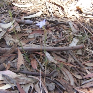 Wahlenbergia stricta subsp. stricta at Garran, ACT - 10 Nov 2019