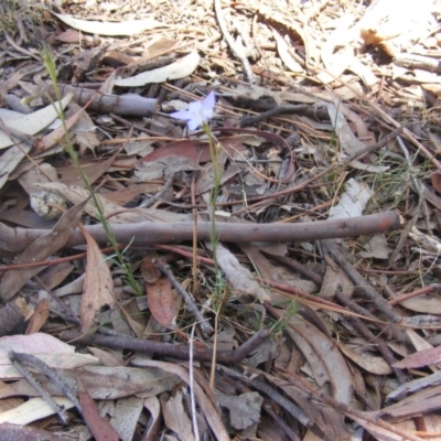 Wahlenbergia stricta subsp. stricta (Tall Bluebell) at Garran, ACT - 10 Nov 2019 by MichaelMulvaney