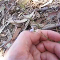 Wahlenbergia stricta subsp. stricta at Garran, ACT - 10 Nov 2019 12:35 PM