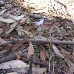 Wahlenbergia stricta subsp. stricta at Garran, ACT - 10 Nov 2019