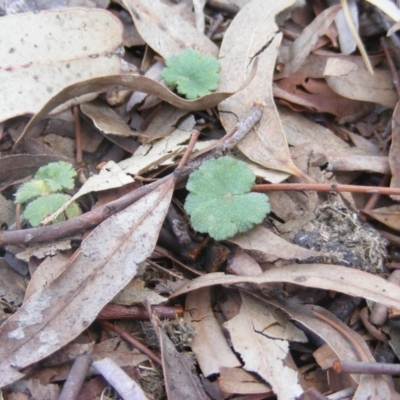 Hydrocotyle laxiflora (Stinking Pennywort) at Garran, ACT - 10 Nov 2019 by MichaelMulvaney