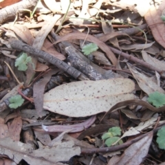 Hydrocotyle laxiflora at Garran, ACT - 10 Nov 2019