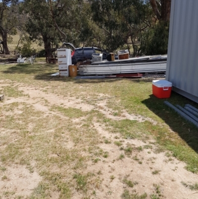 Pseudonaja textilis (Eastern Brown Snake) at Williamsdale, NSW - 10 Nov 2019 by BuzzardRex