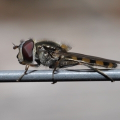 Melangyna viridiceps (Hover fly) at Evatt, ACT - 10 Nov 2019 by TimL