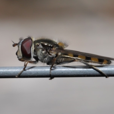 Melangyna viridiceps (Hover fly) at Evatt, ACT - 10 Nov 2019 by TimL