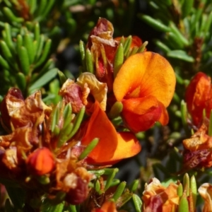 Pultenaea subspicata at Kowen, ACT - 10 Nov 2019 12:00 AM