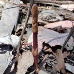 Dipodium roseum (Rosy Hyacinth Orchid) at Aranda Bushland - 10 Nov 2019 by CathB