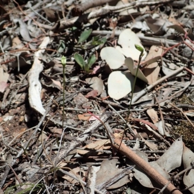 Caleana minor (Small Duck Orchid) at Aranda Bushland - 10 Nov 2019 by CathB