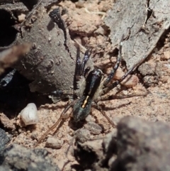 Lycosidae (family) (Unidentified wolf spider) at Aranda Bushland - 10 Nov 2019 by CathB