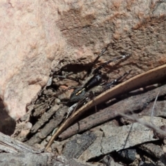 Lycosidae (family) at Aranda, ACT - 10 Nov 2019 12:23 PM