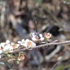 Gasteruption sp. (genus) (Gasteruptiid wasp) at Aranda, ACT - 10 Nov 2019 by CathB