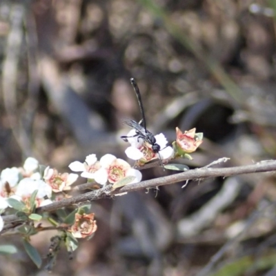 Gasteruption sp. (genus) (Gasteruptiid wasp) at Aranda Bushland - 10 Nov 2019 by CathB