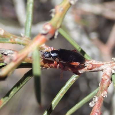 Lepturidea sp. (genus) (Comb-clawed beetle) at Aranda Bushland - 10 Nov 2019 by CathB