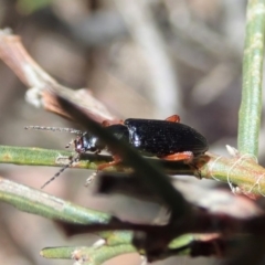 Lepturidea sp. (genus) at Dunlop, ACT - 10 Nov 2019 11:59 AM