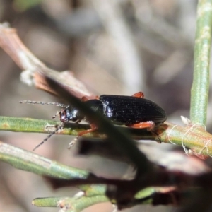 Lepturidea sp. (genus) at Dunlop, ACT - 10 Nov 2019 11:59 AM