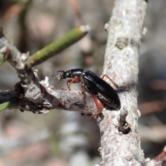 Lepturidea sp. (genus) at Dunlop, ACT - 10 Nov 2019 11:59 AM