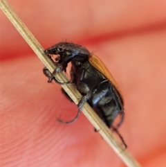 Phyllotocus rufipennis (Nectar scarab) at Dunlop, ACT - 10 Nov 2019 by CathB