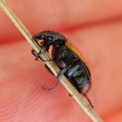 Phyllotocus rufipennis (Nectar scarab) at Dunlop, ACT - 10 Nov 2019 by CathB