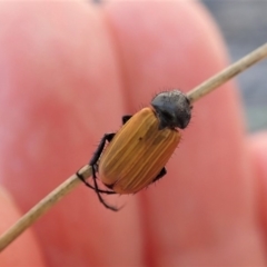 Phyllotocus rufipennis at Dunlop, ACT - 10 Nov 2019 01:14 PM