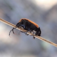 Phyllotocus rufipennis at Dunlop, ACT - 10 Nov 2019 01:14 PM